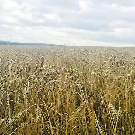 Innas Ambiente Хелен